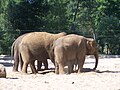 Éléphants d'Asie (Elephas maximus)