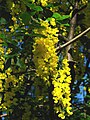 Laburnum × watereri virágok