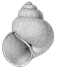 drawing of apertural view of a sinistral shell