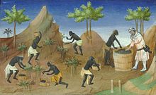 Harvesting pepper; French manuscript of The Travels of Marco Polo, early 15th century Le livre des merveilles de Marco Polo-pepper.jpg
