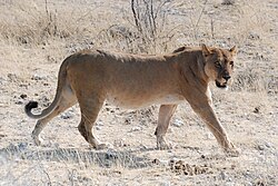 Uma leoa sul africana no Parque Nacional de Etosha na Namíbia.