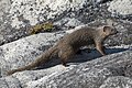 Cape gray mongoose