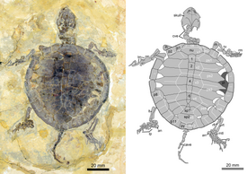 Молодая особь Manchurochelys manchoukuoensis