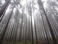 A wood in fog.