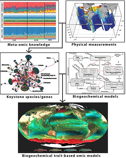 Meta-omics data based biogeochemical modeling
A schematic conceptual framework for marine biogeochemical modeling from environmental, imaging, and meta-omics data. A semi-automatic computational pipeline is schematized for combining biomarkers with biogeochemical data that can be incorporated into classic biogeochemical models for creating a next generation of biogeochemical trait-based meta-omics models by considering their respective traits. Such novel meta-omics-enabled approaches aim to improve the monitoring and prediction of ocean processes while respecting the complexity of the planktonic system. Meta-omics data based biogeochemical modeling.jpg