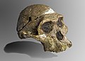Fundstätten fossiler Hominiden in Südafrika