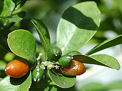 Fruits.