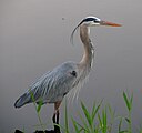 Myakka River Great Blue Heron.