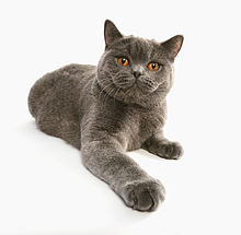 British shorthair de couleur grise.