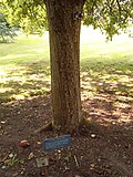 Newton'un başına elma düşmesiyle yerçekimini keşfettiği yer, Cambridge'deki Botanik bahçesi'nde bulunuyor.