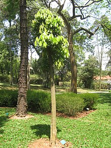 Ocotea odorifera - Jardim Botânico de São Paulo - IMG 0329.jpg