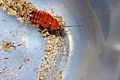 Türkistan hamam böceği larvası (erkek)
