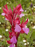 Miniatura para Orchis papilionacea