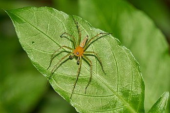 Oxyopes javanus, uma espécie de aranha da família Oxyopidae, conhecida popularmente por aranha-lince. (definição 6 000 × 4 000)