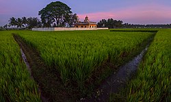 শ্রীরঙ্গপত্তনের নিকট অবস্থিত ধানক্ষেত