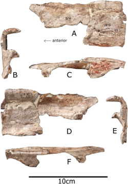 Nasal bone of Paranthodon shown from in front, both sides, the top and bottom