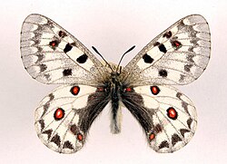 Parnassius jacquemontii ulster.jpg