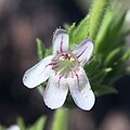 Flower of Penstemon sudans