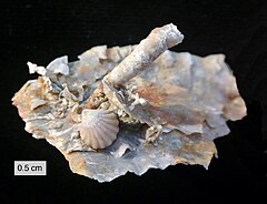 Silicified fossils from the Road Canyon Formation (Middle Permian of Texas). Photo by User:Wilson44691 (Mark A. Wilson). I love the way the fossils are so detailed and recognizable.