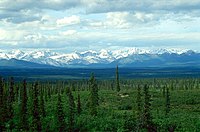Witte spar (Picea glauca) langs de Denali Highway in Alaska (VS)
