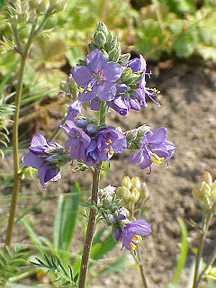 okcidenta polemonio