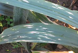 Prei papiervlekkenziekte Phytophthora porri on Allium porrum.jpg