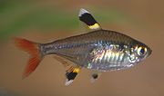 An 'X-ray fish' (Pristella tetra), its translucent body making visible the nerve cord that defines the chordates