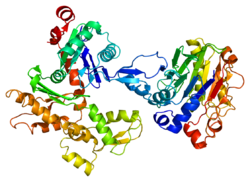 Protein ACTB PDB 1atn.png