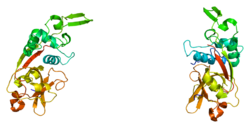 Протеин CTSZ PDB 1deu.png