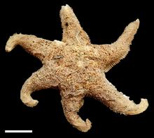 Pteraster flabellifer