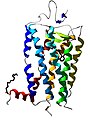 Rhodopsine (récepteur).