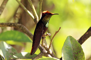 Hane, Tobago