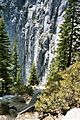 Sapins, Yosemite Falls Trail