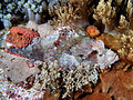 Camouflaged scorpionfish