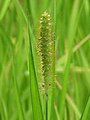 Geelrode naaldaar (Setaria pumila)