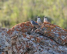 Flickr - Sittelles de Neumayer dans leur habitat naturel