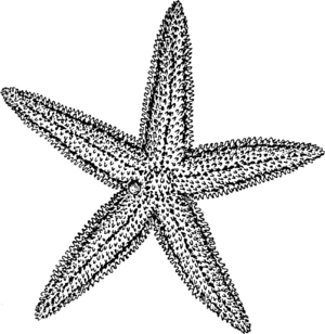 Line art representation of a Starfish