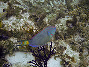 A Stoplight Parrotfish in Providenciales