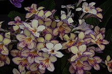 Streptocarpus Seren