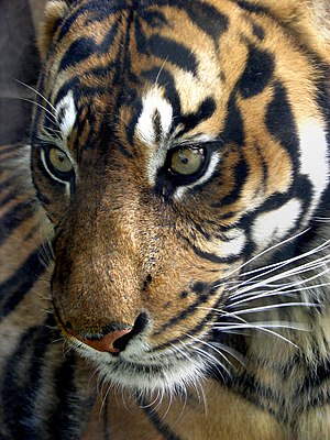 Sumatran+tiger+habitat+destruction