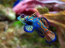 Un poisson-mandarin à l'aquarium-Muséum de Liège (Belgique) (définition réelle 3 098 × 2 294)