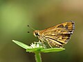 3. A busalepkék (Hesperiidae) családjába tartozó Taractrocera ceramas többnyire a dombvidékeken található meg Dél-Indiától Észak-Burmáig. A felvétel a Kerala állambeli Kadavúrban készült. (javítás)/(csere)