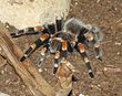 Tarantula 020.jpg