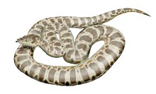 Titanoboa iliustracija