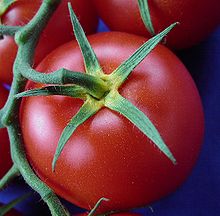 Tomate gelber Blütenkelch2.jpg
