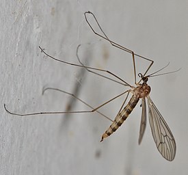 Trichocera annulata -lajin naaras