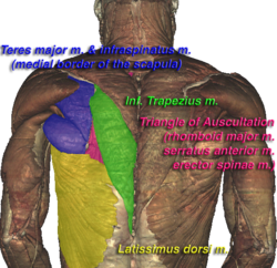 VHM Triangle of Auscultation.png