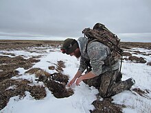 Wildlife Services (WS) field specialist sets a fox trap at the Barrow Steller's Eider Conservation Area in Alaska WS trapper setting fox trap.jpg