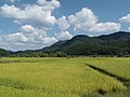 Autumn rice fields ready for harvesting - Wanju county near Gui Lake. September, 2014.