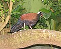 O. n. aruensis （シンシナティ動物園で撮影）